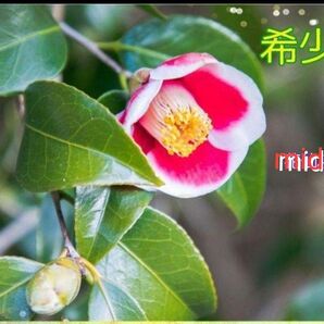 玉之浦 たまのうら タマノウラ 椿 苗 茶花 実生苗