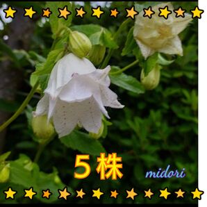 八重 蛍袋 ヤヱ ホタル フクロ (5株) 茶花