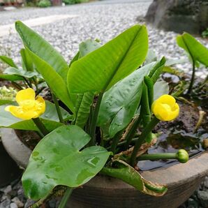 植物一般