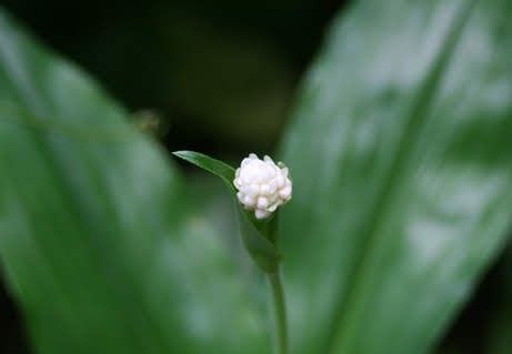 ヤブミョウガ 藪茗荷 (5株) 茶花植物一般