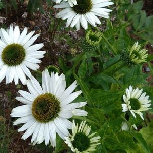 エキナセア 白花 開花株植物一般