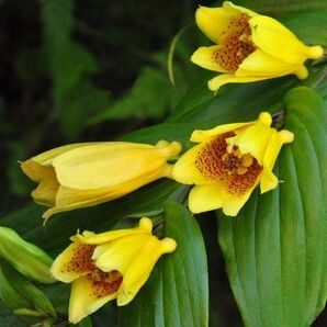 紀伊 じょうろ ホトトギス 山野草 希少 茶花