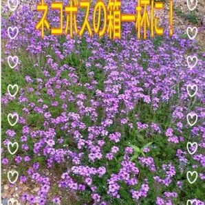 宿根草 バーベナ (和名=美女桜)