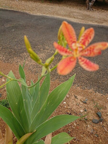 日扇 ヒオウギ 茶花 (5株)