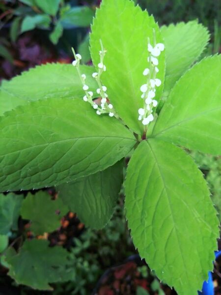 ふたり静 フタリシズカ 二人静 茶花 (5株)