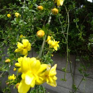黄梅 オウバイ おうばい 茶花