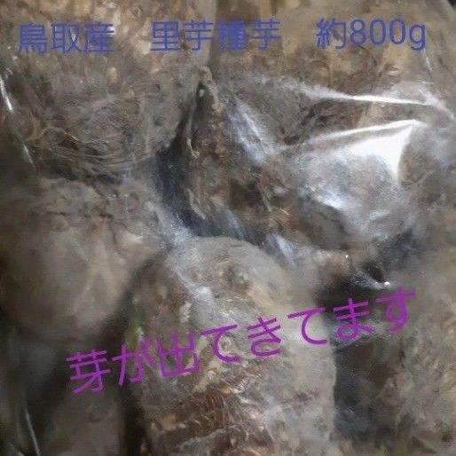 鳥取県産 里芋(種芋)約800g