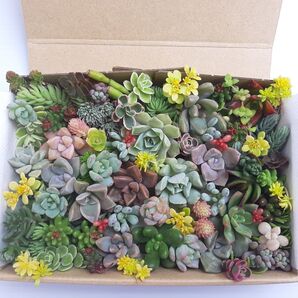 多肉植物 カット苗 詰め合わせ