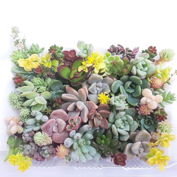 多肉植物 カット苗 詰め合わせ(小)