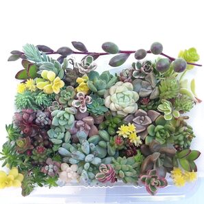 多肉植物 カット苗 詰め合わせ (小)