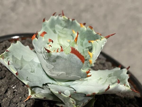 Agave isthmensis Pocket crab SP アガベ イシスメンシス / 検 プリンセスクラウン イソギンチャク