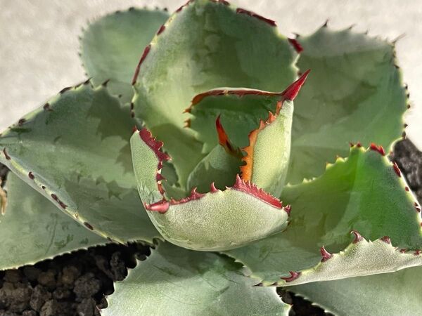 Agave CJ Hybrid 排刺特選 甲蟹交種 アガベ イシスメンシス ハイブリッド 連棘