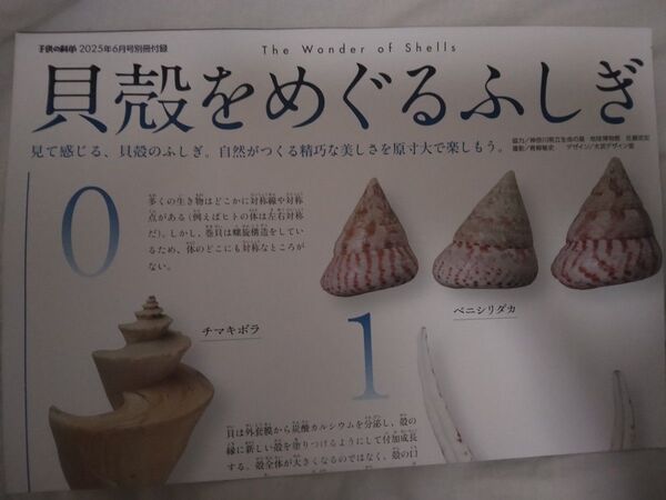 月刊 子供の科学 2025年6月号付録 両面ポスター