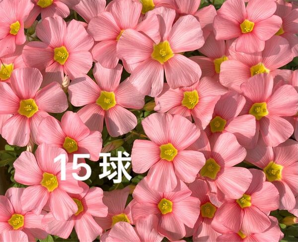 ◆オキザリス/スプリングチャーム/球根/大15球