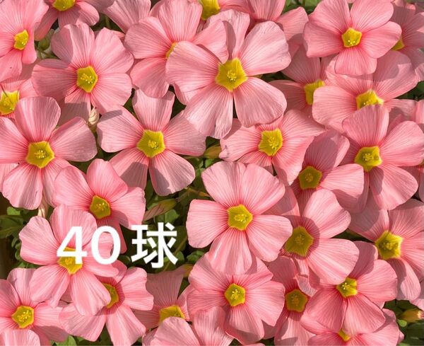 ◆オキザリス/スプリングチャーム/球根/小さめ40球