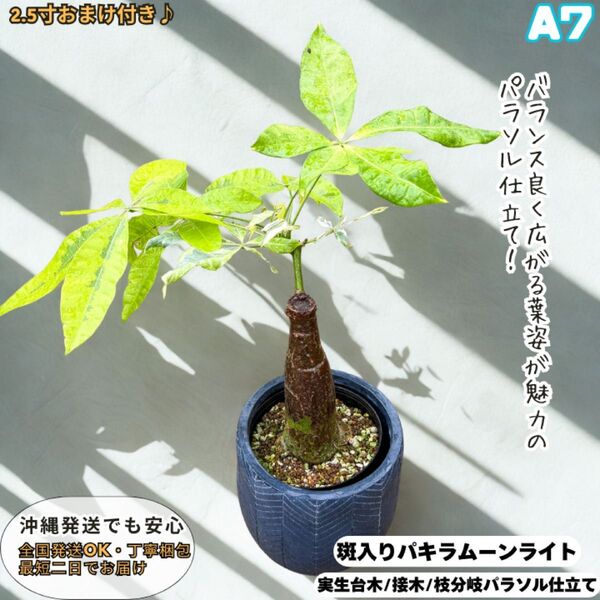 希少!パキラムーンライトA7・接ぎ木・枝分岐パラソル仕立て