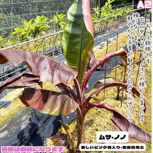ピンクの葉が美しい!Banana Musa 'Nono' ムサ・ノノ・A2