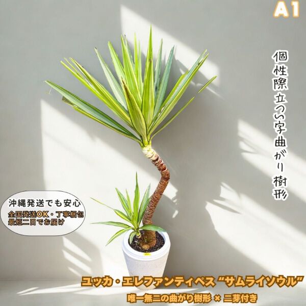 ユッカ・エレファンティペス “サムライソウル”A1・S字曲がり+二芽付き!