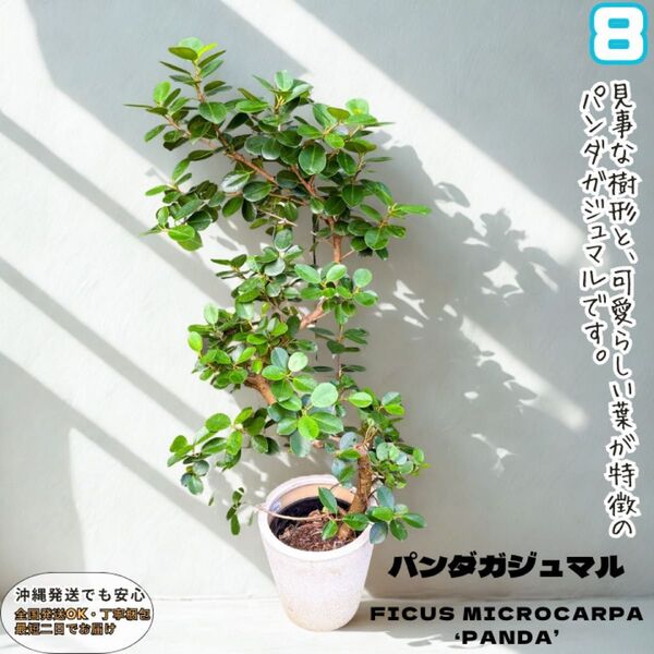 パンダガジュマル曲げ⑧曲げ仕立ての美しい樹形、観葉植物