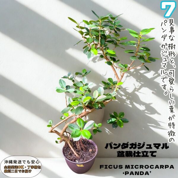 パンダガジュマル No.7【盆栽仕立て】