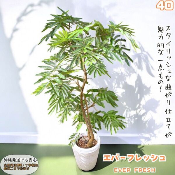 エバーフレッシュ40・曲がり仕立て、有機質用土、観葉植物