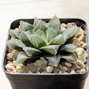 多肉植物 ハオルチア プリングレイ