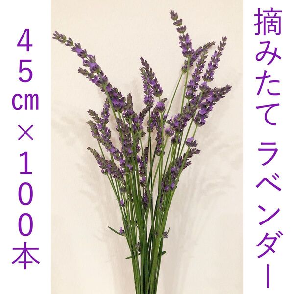 希少!ラベンダー ラバンディン グロッソ 摘みたて 生花 100本 45-50cm