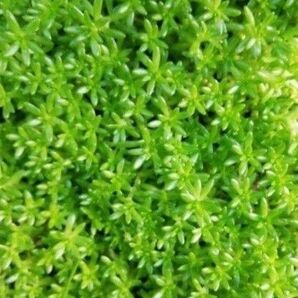 森村万年草 抜き苗