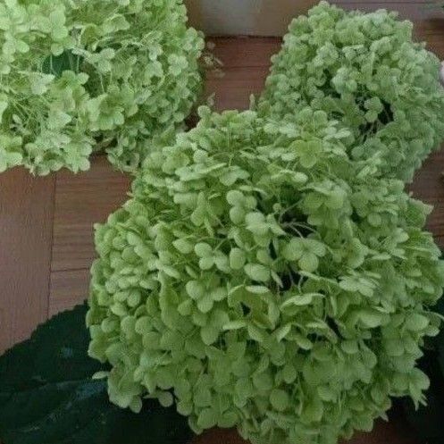 アナベル挿し穂