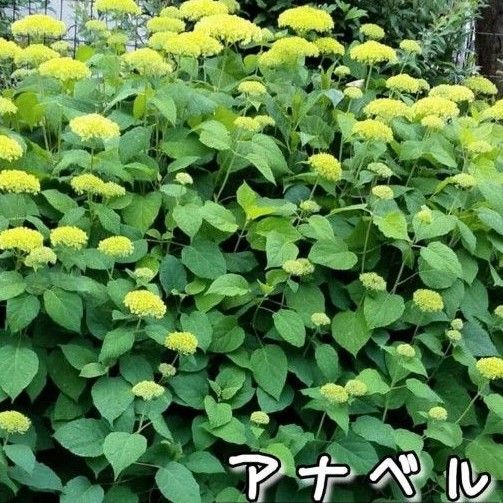 挿し穂