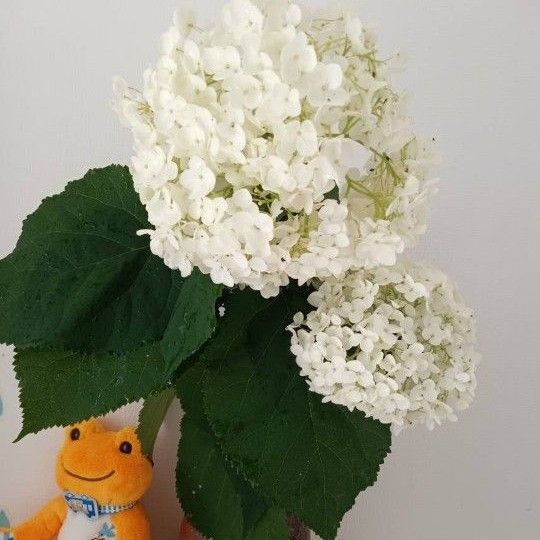 紫陽花 挿し穂1本