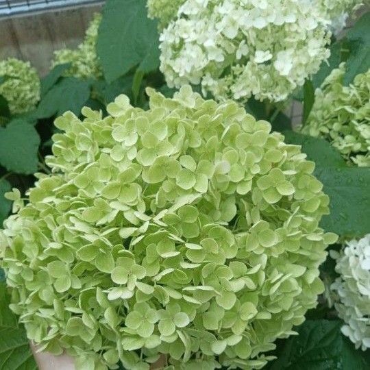 アナベル 挿し穂1本
