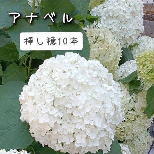 アナベル 挿し穂10本