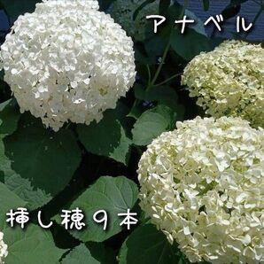 アナベル 挿し穂9本