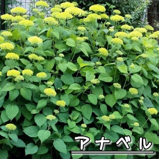 アナベル挿し穂5本