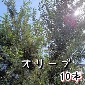 オリーブ 枝