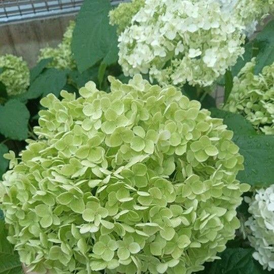 アナベル 挿し穂2本