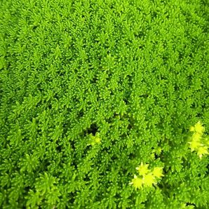 森村万年草