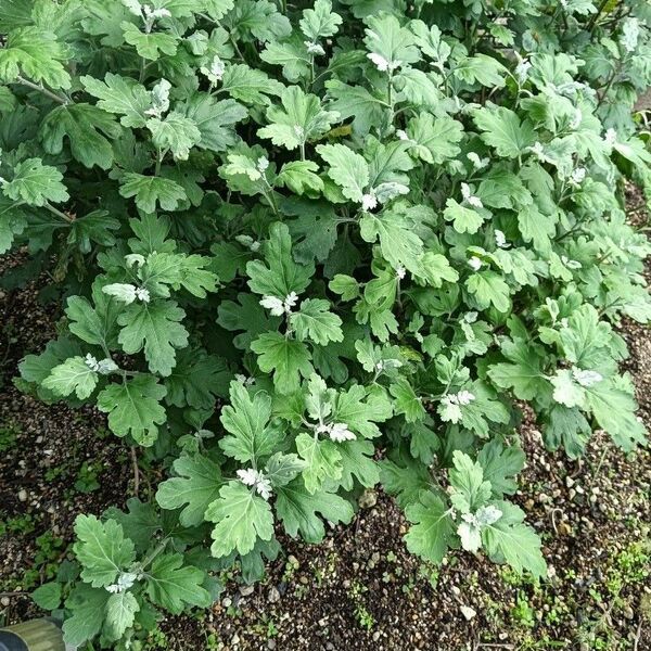 菊 挿し穂10本