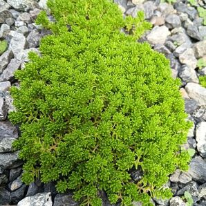 森村万年草 ゆうパケットポストの箱いっぱい
