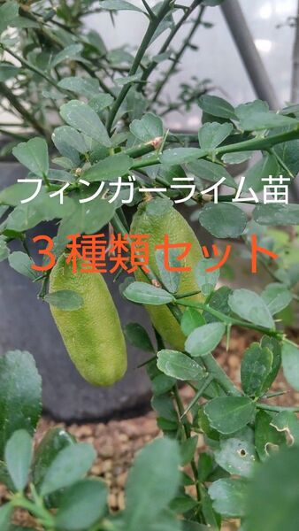 フィンガーライム苗3種類セット ピンク・グリーン・イエロー系各1株 色の違うフィンガーライムを育てて下さい イエローは高価希少価値