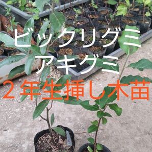 ビックリグミ・アキグミの苗詰合せ 挿し木2年生苗 各1株 丈 約20cm〜30cm