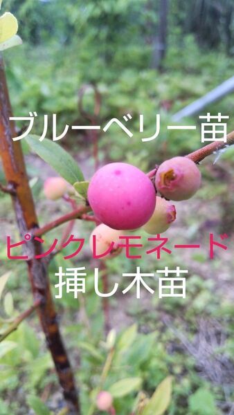 ブルーベリー苗木 ピンクレモネード種 1株 薄ピンクの甘く大きな実が成る高価希少なブルーベリー 高価ですが育てたい方限定販売