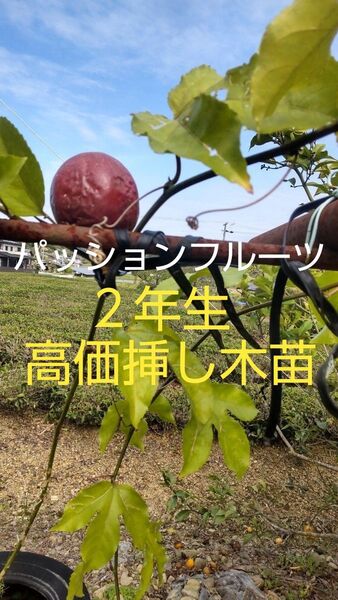 パッションフルーツ苗 2年生挿し木苗 1株 2年生挿し木苗なので早く結実可能 高価苗木