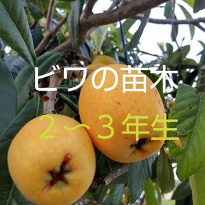 ビワ苗木 2〜3年生苗 1株 大きく甘い実が沢山なりますよ!!