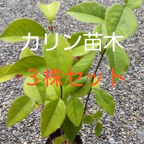 カリン苗木 3株セット 月日が立ち成長しました! 2年生苗