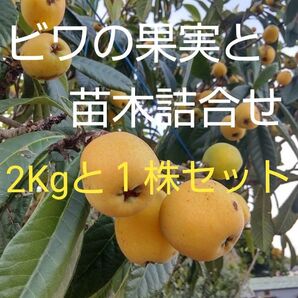 ビワの果実 2Kg ビワ苗1株 詰合せセット 初夏の味覚 大小組合せ2Kg 宅急便発送商品 無農薬ですので安心 美味しい枇杷