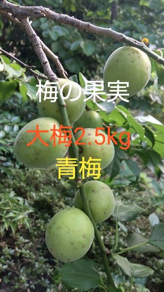 大梅の果実 青梅 2.5Kg 梅干し、梅シロップ、梅酒、梅ジャムなどに最適!! 無農薬なので安心 直ぐ届く宅急便発送