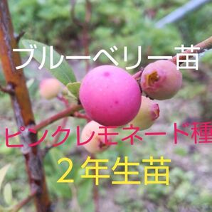 ブルーベリー苗木 ピンクレモネード種 2年生苗 1株 薄ピンクの甘く大きな実が成る高価希少なブルーベリー高価ですが育てたい方限定売
