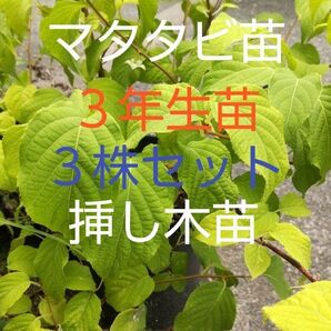 マタタビの苗木 3株セット 3年生挿し木苗 早く植えれば今年猫ちゃんに与えられますよ! 宅急便発送